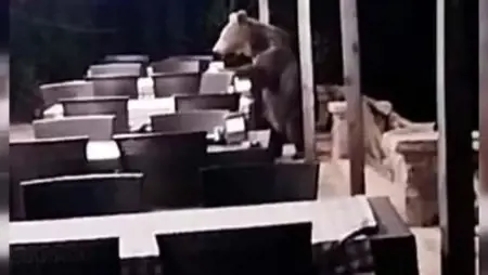 دب جائع يتجول في أحد مطاعم أنقرة ويأكل جميع الحلوى الموجودة على الطاولات دب جائع يتجول في أحد مطاعم أنقرة ويأكل جميع الحلوى الموجودة على الطاولات