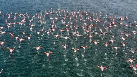 طائرة تابعة للخطوط الجوية الإماراتية تصطدم بسرب من طيور النحام طائرة تابعة للخطوط الجوية الإماراتية تصطدم بسرب من طيور النحام