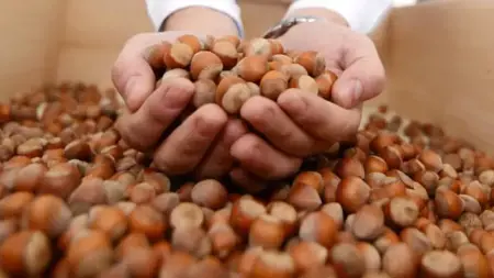 تركيا تجني أكثر من 1.7 مليار دولار من صادراتها من البندق تركيا تجني أكثر من 1.7 مليار دولار من صادراتها من البندق