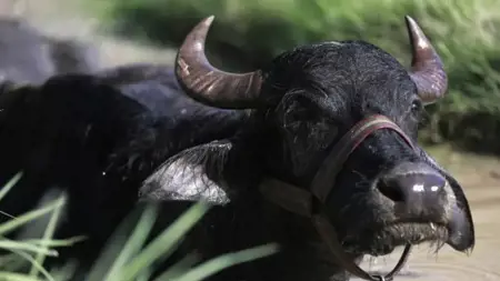 قلق واسع في ألمانيا عقب ظهور مرض الحمى القلاعية لأول مرة منذ 35 عامًا قلق واسع في ألمانيا عقب ظهور مرض الحمى القلاعية لأول مرة منذ 35 عامًا