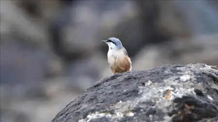 في مشهد نادر ..رصد طائر "كاسر الجوز الصخري الغربي" شرقي تركيا