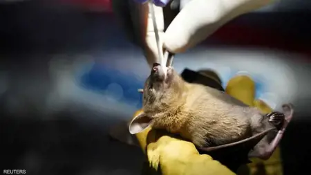 على غرار فيروس "كورونا".. تحذير من حدوث وباء جديد قريباً على غرار فيروس "كورونا".. تحذير من حدوث وباء جديد قريباً