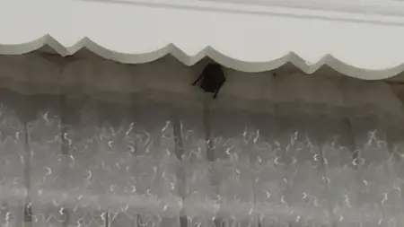 خفاش يعض آذان طفلين في ولاية إغدير خفاش يعض آذان طفلين في ولاية إغدير