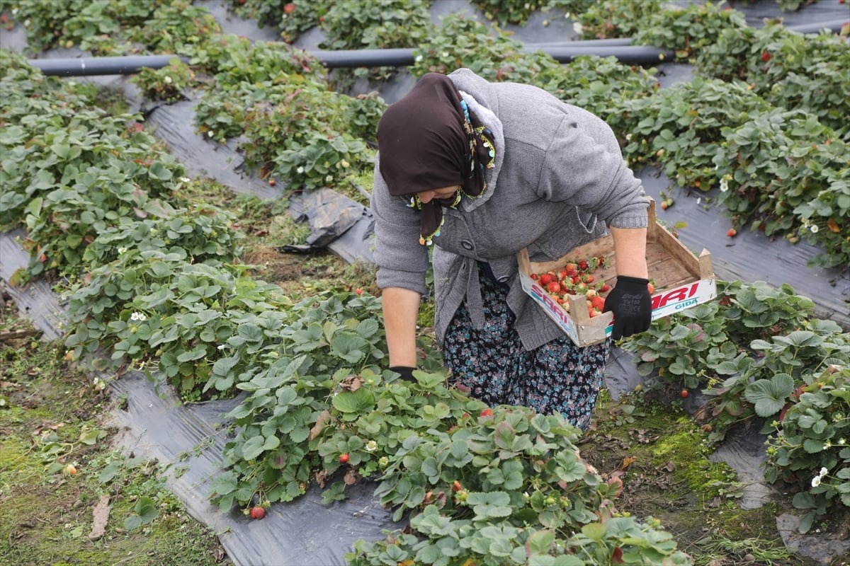 جبال يلدز لوحة خلابة من المناظر الطبيعية	