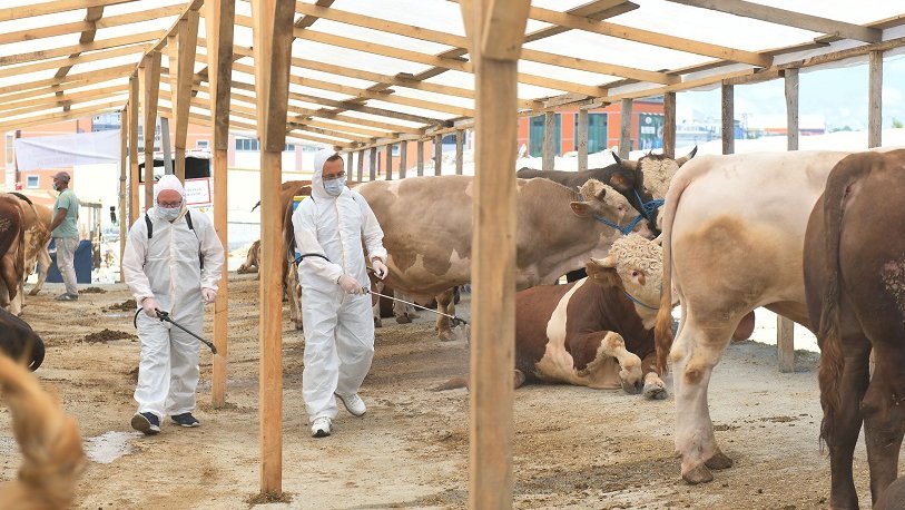قطاف وجمع التفاح الأحمر في محافظة دنيزلي غرب تركيا، حيث من المتوقع أن تصدّر المحافظة 500 ألف طن من التفاح هذه السنة.