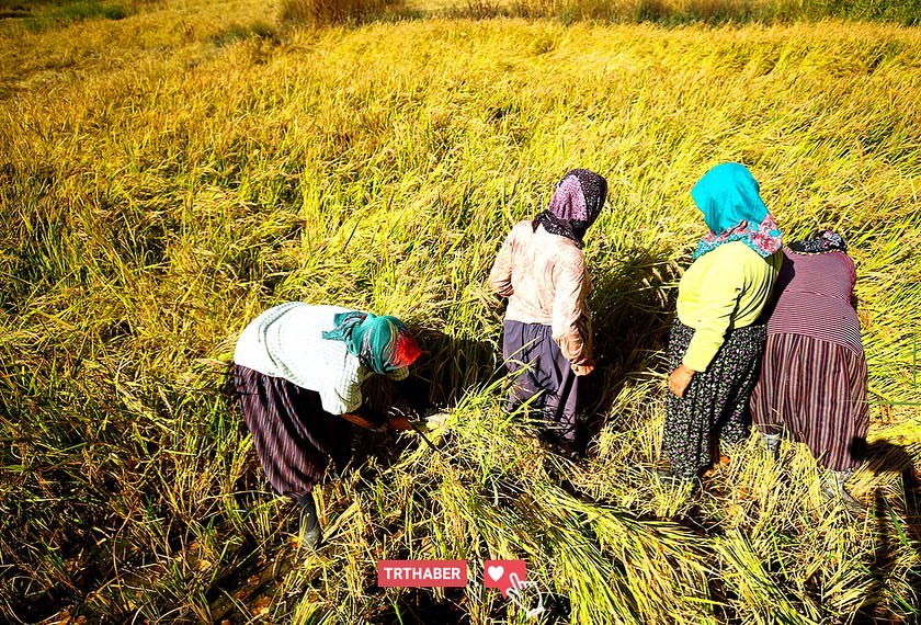 شلالات "غونبنار" التركية...الطبيعة في صورة نادرة